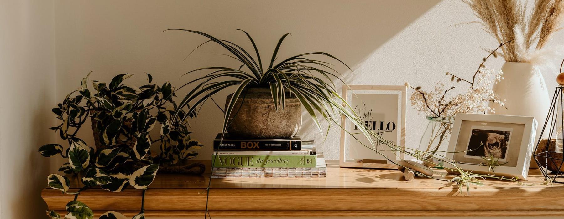 bureau top decorated with potted plants, books and framed pictures